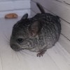 Мокко МХ