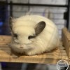 Пикси
