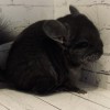 Эней