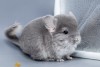 1 мес