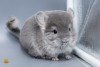 1 мес