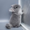 2 мес