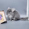 2 мес