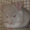 Финик