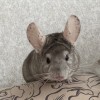 Сеня