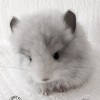 Марта Ван Флаффи Фан