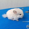 Зорро
