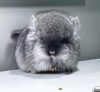 БК