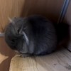 Тотоша Хит