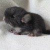 Натан 