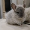 Беляшик