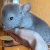 Эбигейл