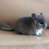 Счастливчик