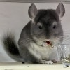 Нектарин МиР