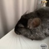 Кода