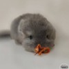 Финик