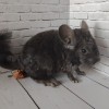 Агата_Рекс_КХ