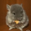 Рик