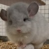 Кристиан