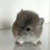 Амеля