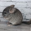 Карина МХ