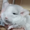 Лучик