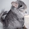 26 Сойер