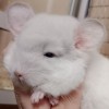 Симон