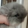 Маврик 