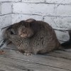 Марина МХ