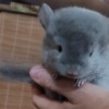Гиацинт Свит Хэппи