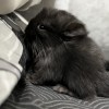 Фантом