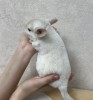 около 2 месяцев