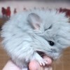 Хрустальная Донна Свит Хэппи