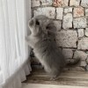 Сумрак Шуш