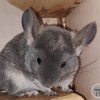 Лант
