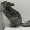 Ситник