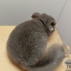 Баклажан