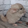 Ушастик МХ