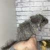 Тиар Рекс Шуш