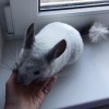 Тихон