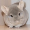 Руно