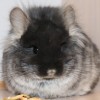 Матай