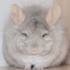 Абрикос