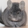 Сафир