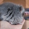 Металлист Свит Хэппи