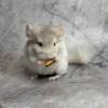 Адик