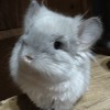 Амазонка