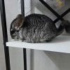 Керас