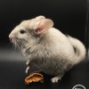 Мартинс Флауэр Абрикосовый поцелуй 